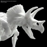 Dinosaur Limex Skeleton Triceratops - Image 4