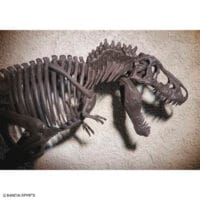 Imaginary Skeleton Tyrannosaurus - Image 8