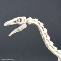 Plannosaurus #11 Therizinosaurus - Image 11
